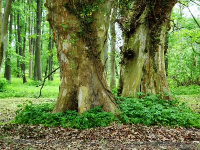 Park pałacowy