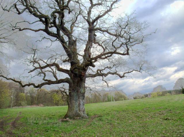 Trees - Natural Monuments