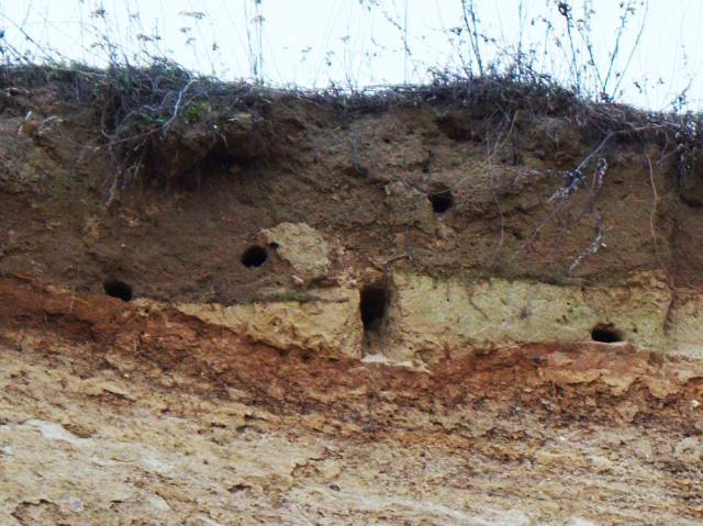 Abandoned gravel pit