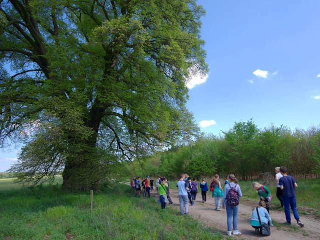 Humboldt's Oak and Lime Trees